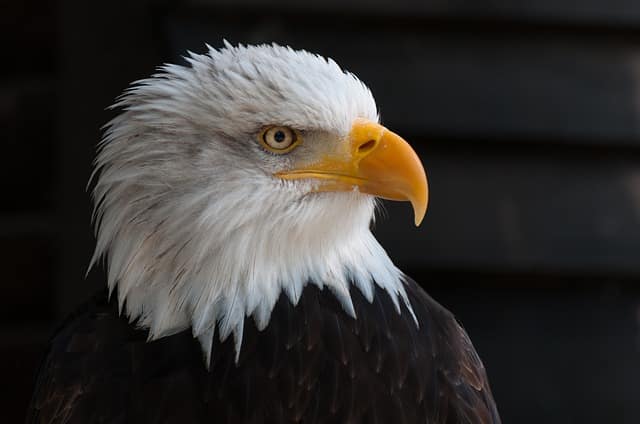 Águila Cabeza Fábula